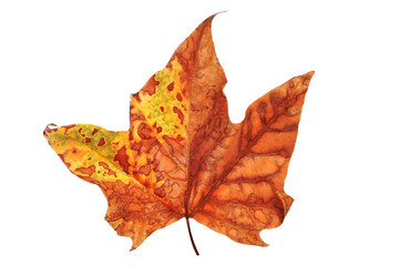 autumn leaf