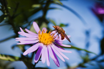mouche sur une fleur,pollinisation