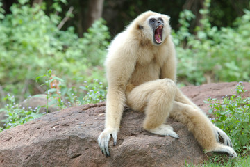 angry gibbon