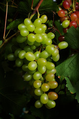 bunch of grapes
