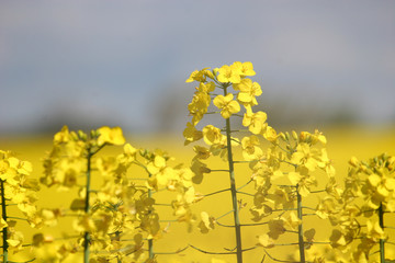 Obraz premium Oil seed Rape