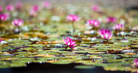 pink water lily flowers