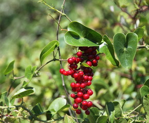 salsepareille,baies,rouge,rouges, épine,épines