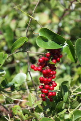 salsepareille,baies,rouge,rouges, épine,épines