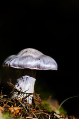 Single poisonous mushroom in forest over natural dark background