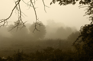Obraz na płótnie Canvas Piękne mieszając sceny lasu i pola z warstw mgły