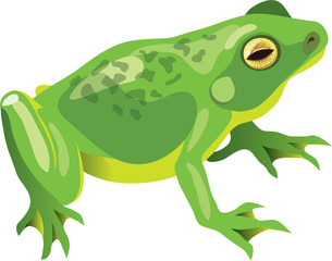 green frog