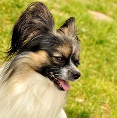 papillon dog