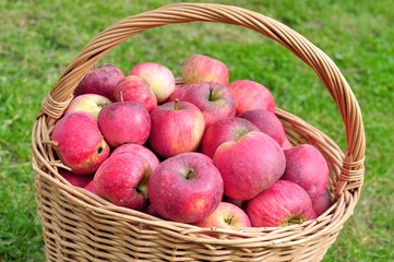 pomme organic