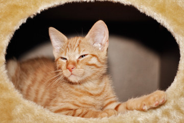 Katzenbaby