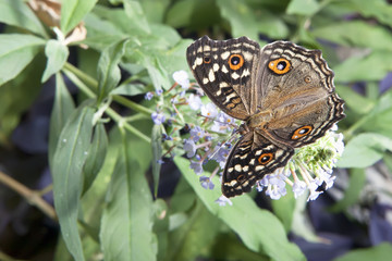 Butterfly on flower