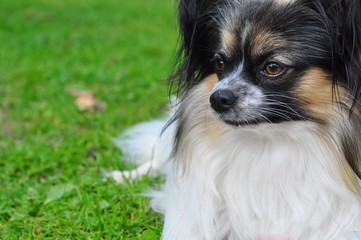 purebred of dog papillon