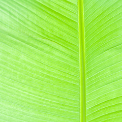 Lush green palm leaf