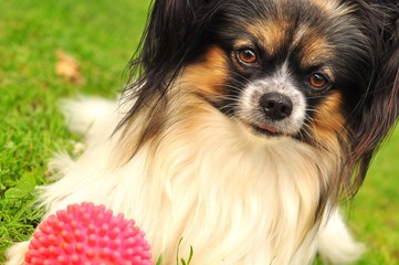 chien papillon