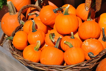 Basket of Pumpkins