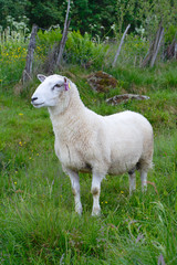 Fototapeta premium ewe