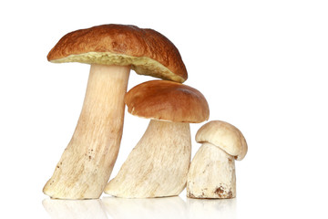 Three forest mushrooms, on a white background