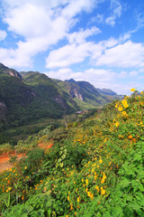 Mountain forests with color
