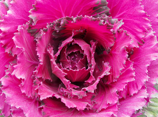 Obraz premium Decorative Purple Kale or cabbage