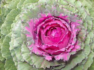 Obraz premium Decorative Purple Kale or cabbage