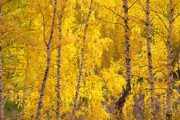 autumn yellow birches forest
