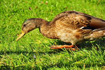 A hunting duck