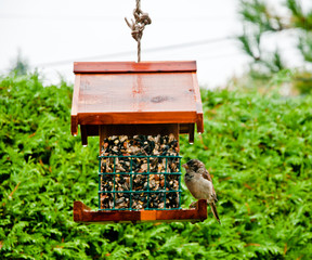 Moineau sur une mangeoire