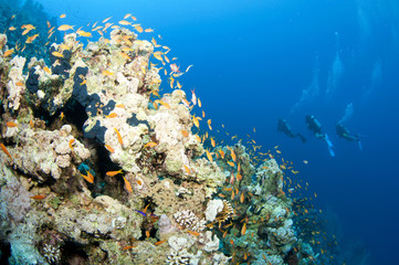 Plakat scuba divers swim on coral reef