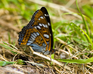 Close-up of the butterfly