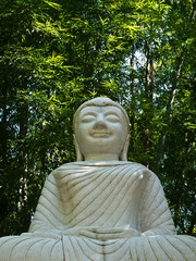 A white Buddha statue in the bamboo forest