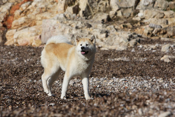 l'akita inu égaré