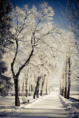 Fototapeta premium winter