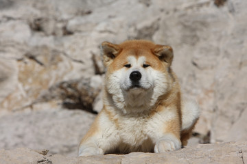 air inquiet de ll'akita inu