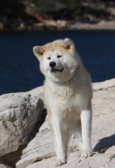 akita inu à l'air étonné