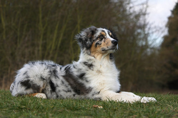 allure majestueuse du berger australien allongé