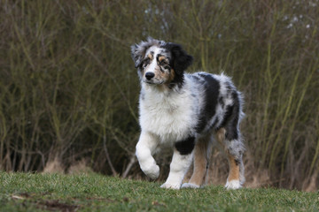 young australian shepher dog