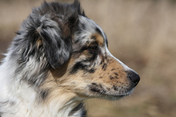 head of the australian shepher dog