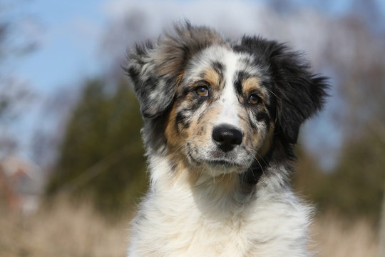 portrait de face d'un jeune berger australien