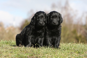 deux chiots flat coated retriever ensemble