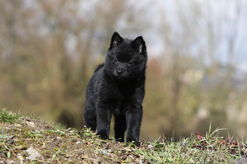 Naklejka premium jeune schipperke de face
