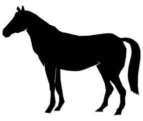 Silhouette of a horse