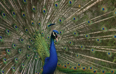 Naklejka premium Schrei nach Liebe