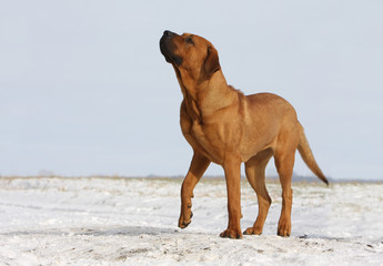 beauté du tosa, chien de combat japonais