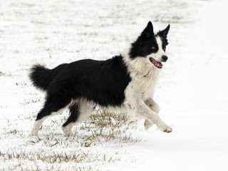 Border Collie en action