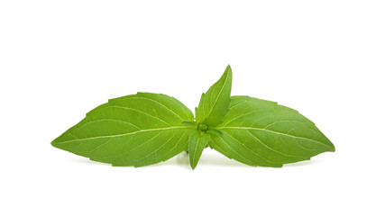 Basil