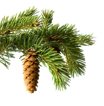 Fir-cone on a branch  isolated on a white background