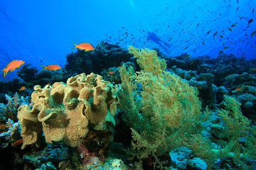 Coral reef with scuba diver in background