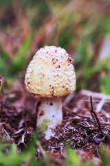 Wild Mushroom