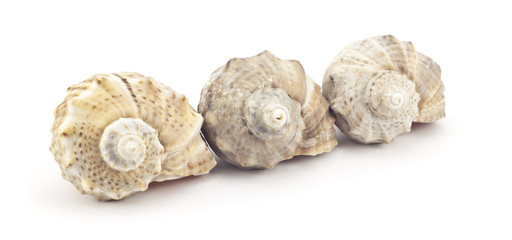 Beautiful shell