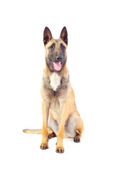 belgian shepherd dog